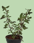 Tulsi Plant