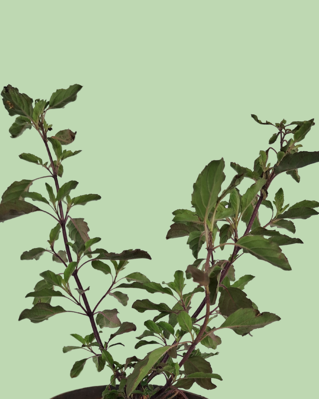 Tulsi Plant