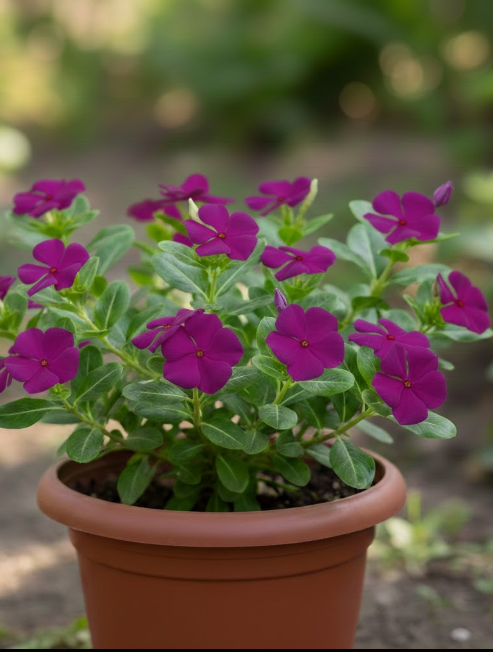 Vinca (Sadabahar) - Purple