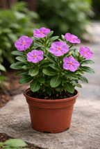 Vinca (Sadabahar) - Purple