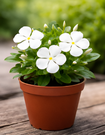 Vinca (Sadabahar) - White