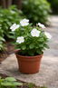 Vinca (Sadabahar) - White
