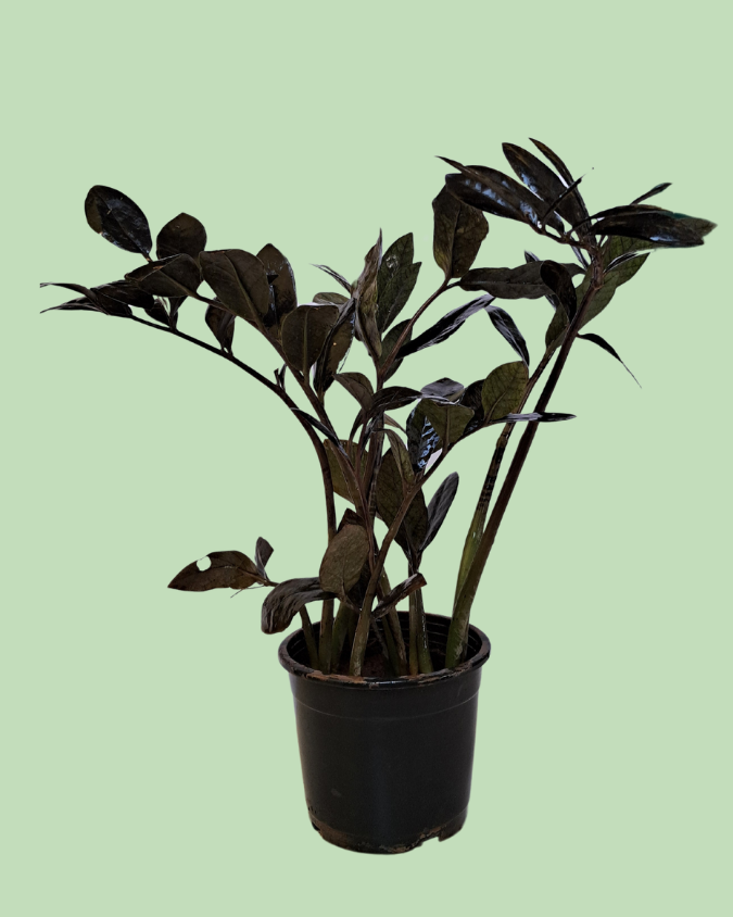 Zamioculcas (ZZPlant) - Black Variety
