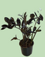 Zamioculcas (ZZPlant) - Black Variety