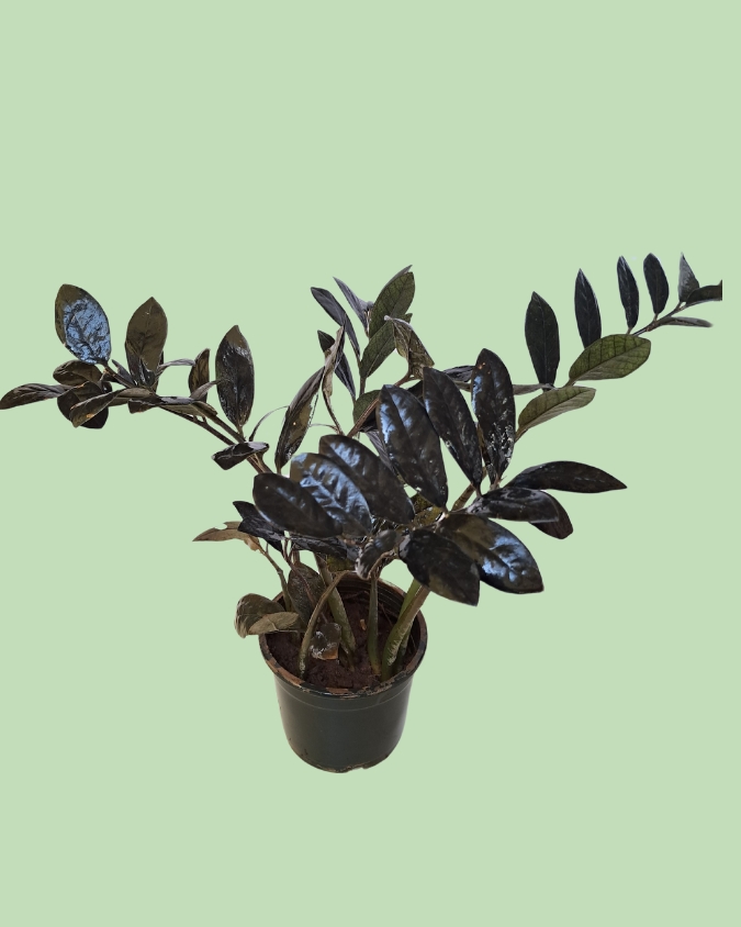 Zamioculcas (ZZPlant) - Black Variety