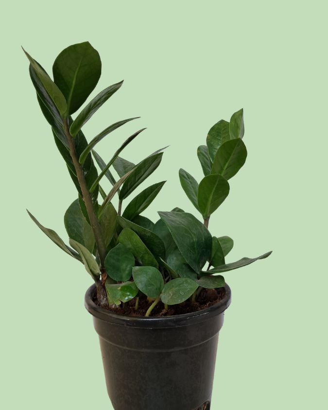 Zamioculcas (ZZPlant) - Green Variety