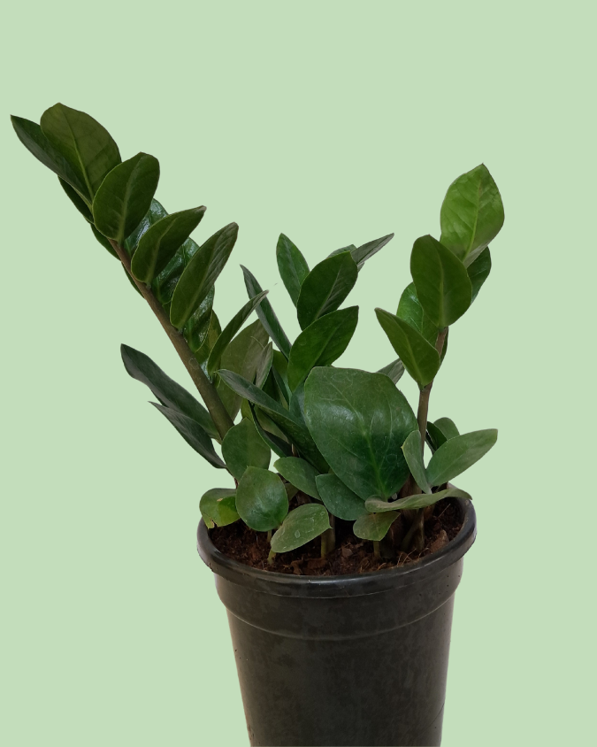 Zamioculcas (ZZPlant) - Green Variety
