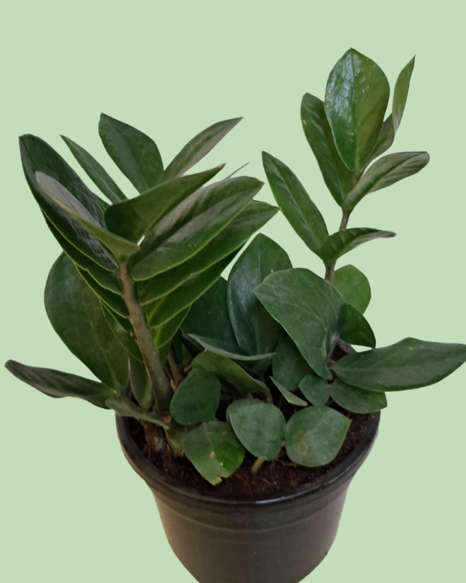 Zamioculcas (ZZPlant) - Green Variety