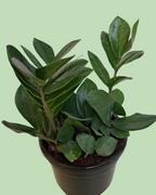 Zamioculcas (ZZPlant) - Green Variety